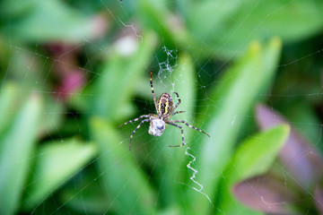 spider caught prey