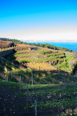 Fototapeta na wymiar Winter landscape with view on terraced vineyards located above clouds level on mountains slopes near village Puntagorda, north wine production region on La Palma island, Canary, Spain