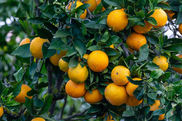 Orange tree with many sweet organic yellow citrus fruits