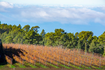 Obraz premium Terraced vineyards located above clouds level on mountains slopes near village Puntagorda, north wine production region on La Palma island, Canary, Spain