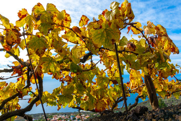 Terraced vineyards located on mountains slopes near village Fuencaliente, south wine production region on La Palma island, Canary, Spain