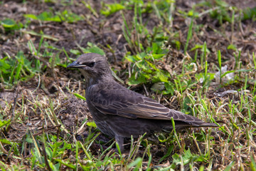 young starling