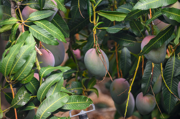 Eco farming on La Palma island, plantations with organic mango trees with sweet ripe mango fruits...