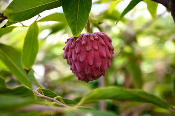 Ripe rare hybrid tropical fruit Red Israel Atemoya growing on tree
