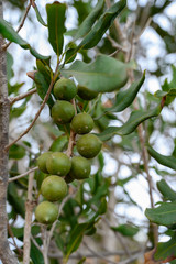 Evergreen macadamia free with ripe green nuts in shell ready for harvest