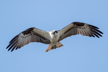 Osprey Flying