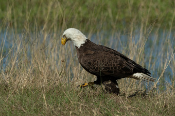 Bald Eagle Collecting nesting Material in Florida