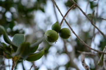 Evergreen macadamia free with ripe green nuts in shell ready for harvest