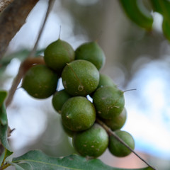 Evergreen macadamia free with ripe green nuts in shell ready for harvest