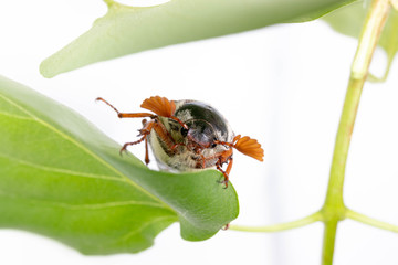 cockchafer on leaf