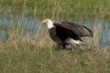 Bald Eagle Collecting nesting Material in Florida