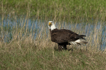 Bald Eagle Collecting nesting Material in Florida