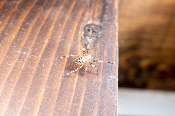 spider on wood