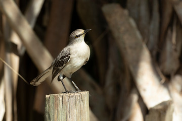 Northern Mockingbird posing on a fence post