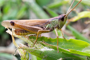 grasshopper on grass