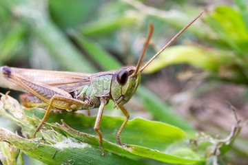 grasshopper on grass