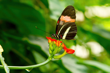 butterfly on a flower