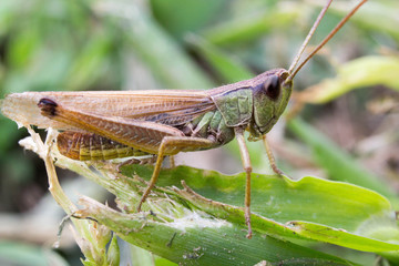 grasshopper on grass