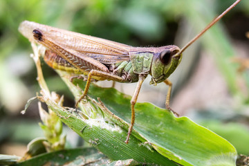 grasshopper on grass