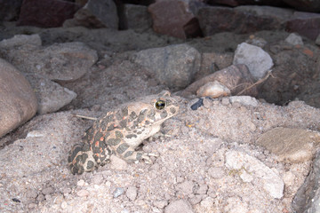 frog