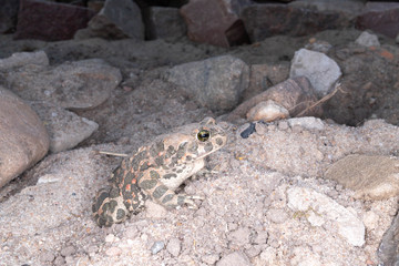 frog