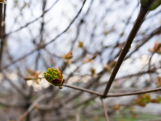 Nature easters background of the young spring leaves.