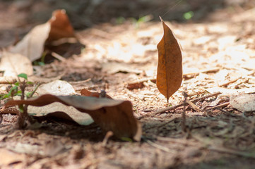 brown leaf floating near other brown leaves
