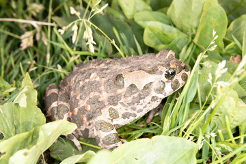 Fototapeta premium frog in grass