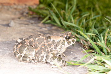 Fototapeta premium frog in grass