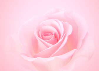 Pink Rose flowers with blurred sofe pastel color background for love wedding and valentines day