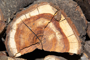 Naklejka premium cut of tree