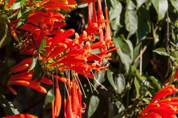 Orange and blooming Pyrostegia venusta sith green leaves