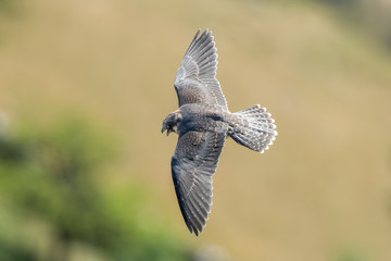 Peregrine Falcon Flying