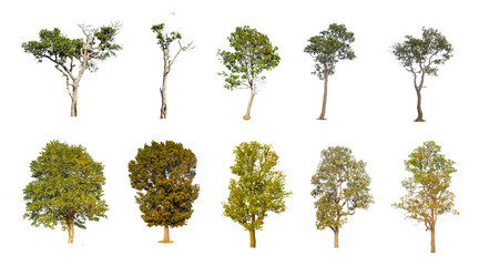 Fototapeta premium Set Tree