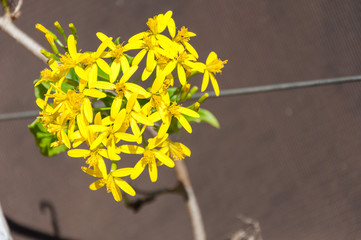 Detail of yellow flowers on a branch