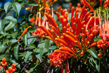 Orange and blooming Pyrostegia venusta sith green leaves