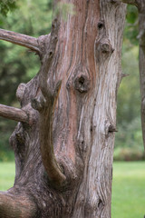 tree trunk with interesting shape