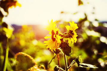 field of blooming sunflowers on a background sunset. Natural background. Summer time.