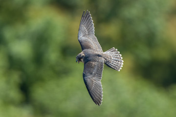 Peregrine Falcon Flying