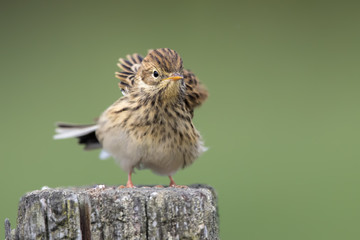 Meadow Pipit on Post