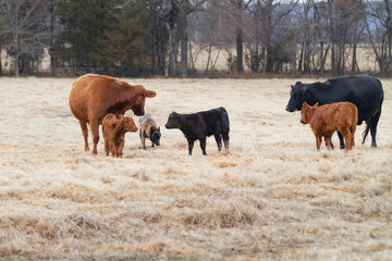 Cattle with livestock guardian dog, Dutch Shepherd