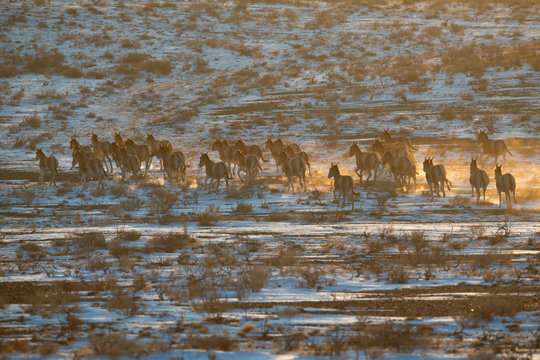 Mongolian wild ass herd