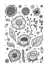 Vector Floral Set. Hand drawn doodle Vintage flowers, leaves, twigs, seeds. Floral flyer, brochure template or coloring page