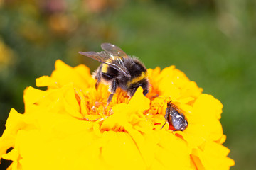  bumblebee on a yellow flower collects nectar