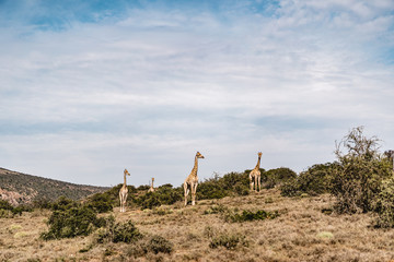 Giraffen beim Spielen