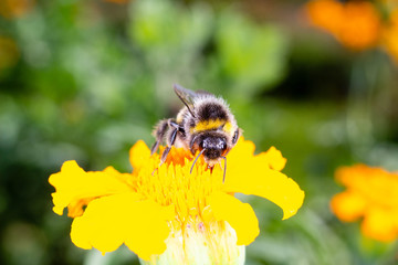  bumblebee on a yellow flower collects nectar