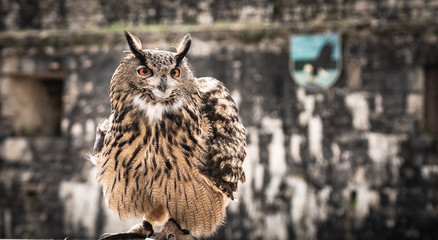 Grand duc