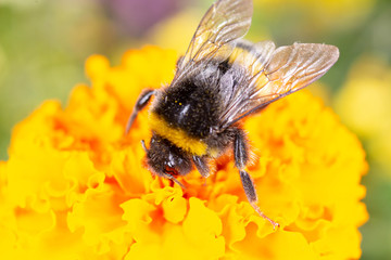  bumblebee on a yellow flower collects nectar