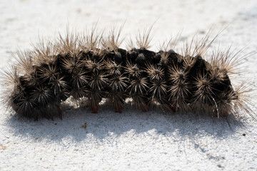 Shaggy caterpillar on a white stone in the garden
