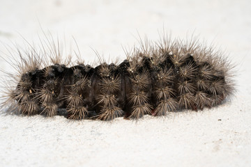 Shaggy caterpillar on a white stone in the garden